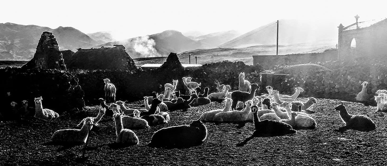 Rebaño de alpacas al amanecer en una estancia del altiplano peruano